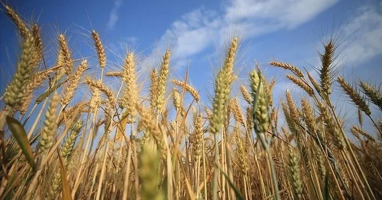 Rusya, Ukrayna’daki o bölgeleri ilhak etmişti! 5 milyon ton tahıl hasadı öngörüyor
