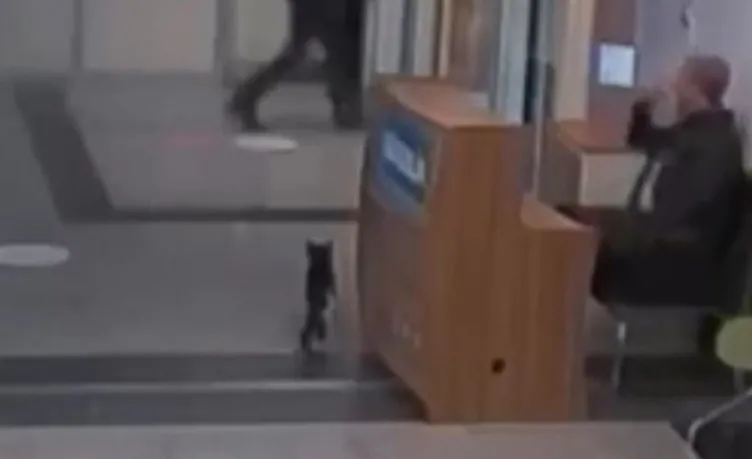 Sosyal medya bu görüntüyü konuşuyor: Ayağı kırılan kedi sekerek acil servise gitti!