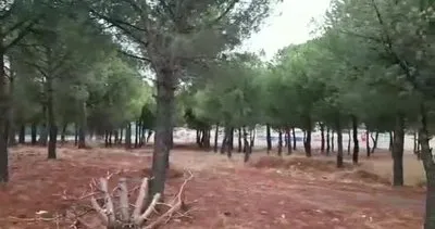 CHP’li Burhaniye Belediyesi’nden ağaç katliamı | Video