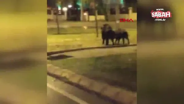 İzmir'de yaban domuzları şehir merkezine indi | Video