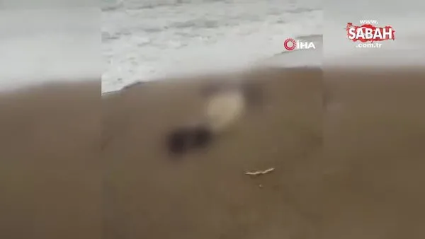 Antalya sahilinde bir ceset daha bulundu | Video
