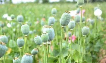 Afyonkarahisar’da haşhaş hasadı