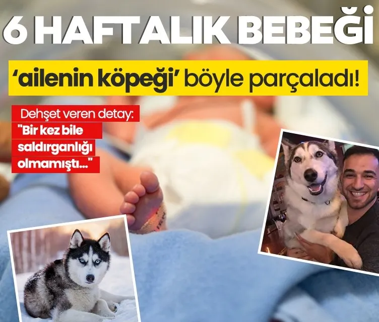 6 haftalık bebeği ailenin köpeği böyle parçaladı! Dehşet veren detay: Bir kez bile saldırganlığı olmamıştı...