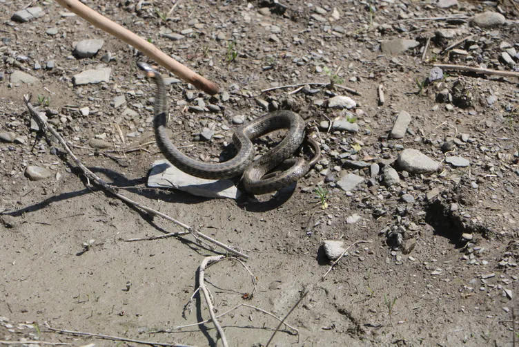 Hakkari'deki o evden 20 yılan daha çıktı...