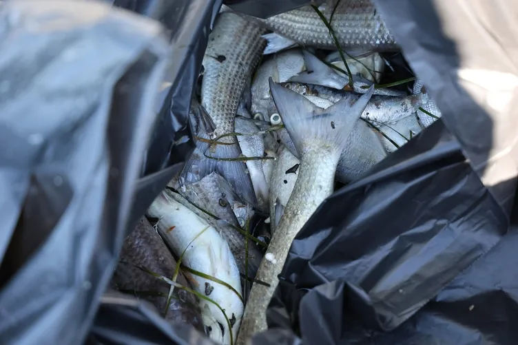 SON DAKİKA... İzmir Körfezi alarm veriyor! Kirlilik nedeniyle tehlikenin boyutu arttı: Binlerce ölü balık kıyıya vurdu!