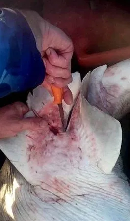 İçinden çıkanlar şoke etti!