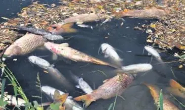 Karacabey’de balık ölümleri yeniden başladı