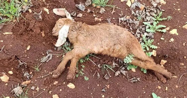 Halfeti’de sokak köpeği küçükbaş hayvana saldırdı...  2 keçi telef oldu, 1 keçi yaralandı
