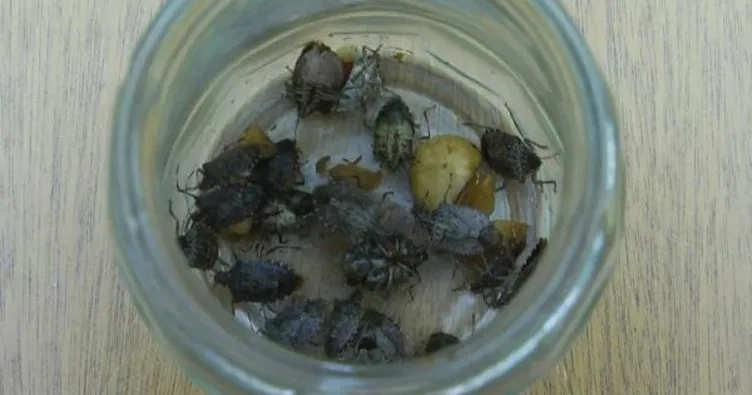 Karadeniz’de fındık için yeni tehdidin adı ’kahverengi kokarca’ böceği