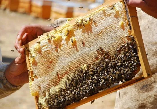 Bal arılarının sırrı çözüldü!