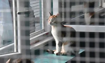 Son dakika: Ankara’da belediye bakımevinde ’20 kediye ötanazi’ iddiası tepkilere sebep oldu!
