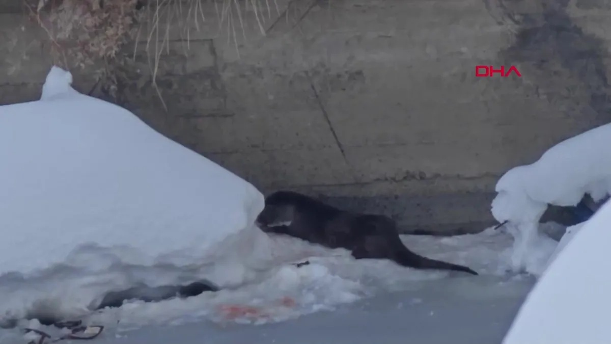 Hakkari Yüksekova’da su samuru görüntülendi | Video videosunu izle Hakkari Yüksekova’da su samuru görüntülendi | Video videosunu izle