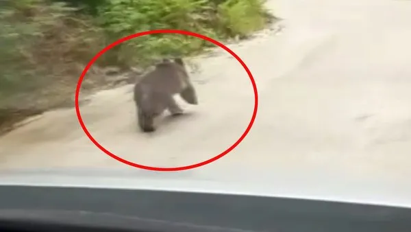 Rize'de yolda kıstırdıkları yavru ayıyı araçla kovaladılar sonra da... | Video