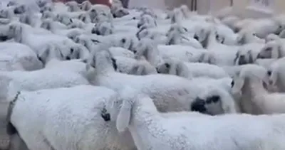 Sivas’ta tipide mahsur kalan çoban ve 650 koyun kurtarıldı #sivas