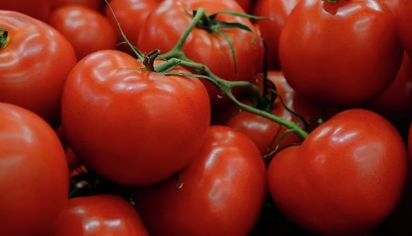 domates ile ilgili gÃ¶rsel sonucu