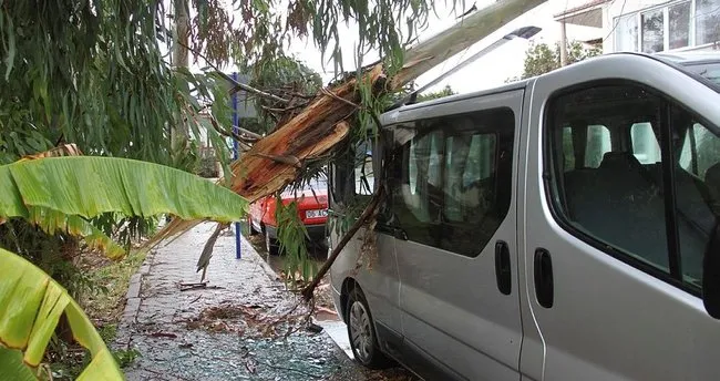 Fethiye’de fırtına ağaçları devirdi