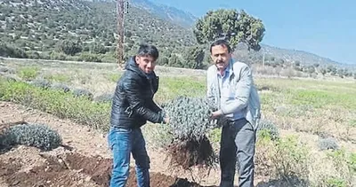 Seydikemer, lavantadan kazanacak