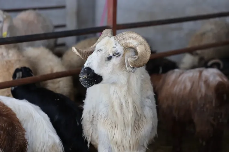 300 bin TL’ye de var 30 bin TL’ye de! 2026 kurbanlık fiyatları netleşti