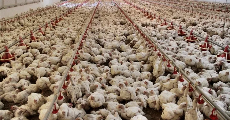 Tavuk eti üretimi Temmuz’da arttı