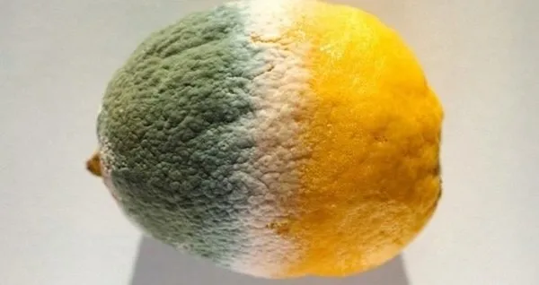 Küflü gıdaların karaciğerinize verdiği zararı bilseniz…