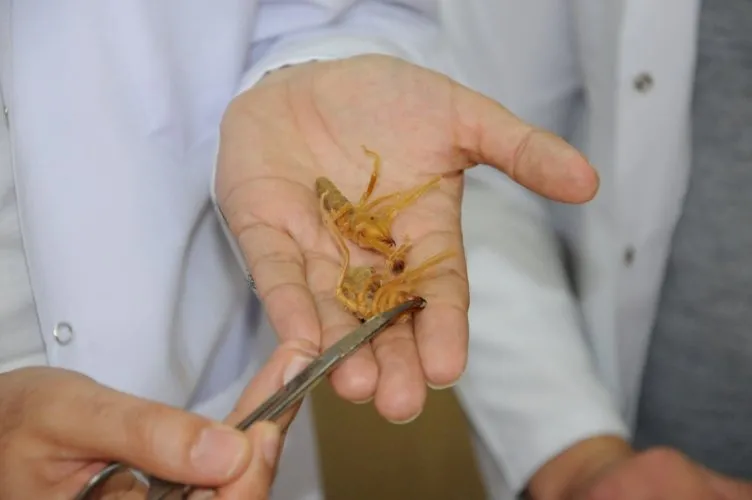 Prof. Dr. Hakan Demir: Sarı kız olarak bilenen örümcek zehirsiz