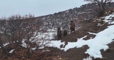 Ayı ailesinin en güzel görüntüleri, Tunceli’de çekildi #tunceli