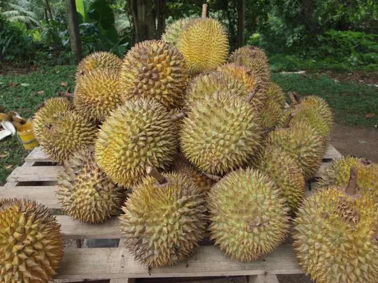 Meyvelerin kralı: Durian