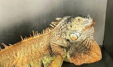 Bodrum’da başıboş gezerken bulunan iguananın nereden geldiği sırrını koruyor