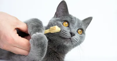 Kedileri diş fırçasıyla tarayınca bakın ne oluyor