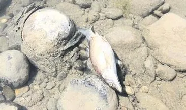 Savrun Çayı’nda toplu balık ölümleri
