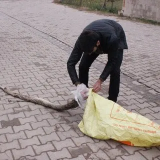 Tekirdağ'da piton yılanı ölüsü bulundu
