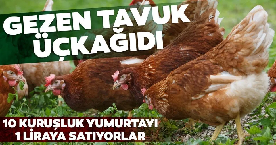 Gezen Tavuk Uckagidi Ekonomi Haberleri