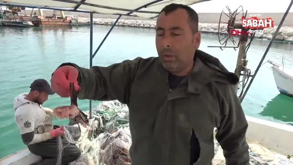 Mersin'de zehirli aslan balığı yakalandı