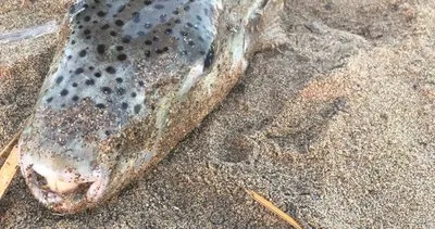 Antalya’da 5 kilogram ağırlığındaki balon balığı herkesi korkuttu! #antalya