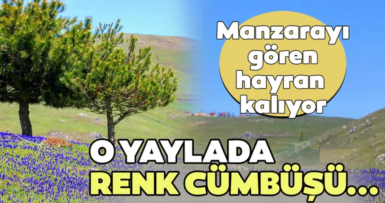 Yaylada kartpostal gibi görüntü...