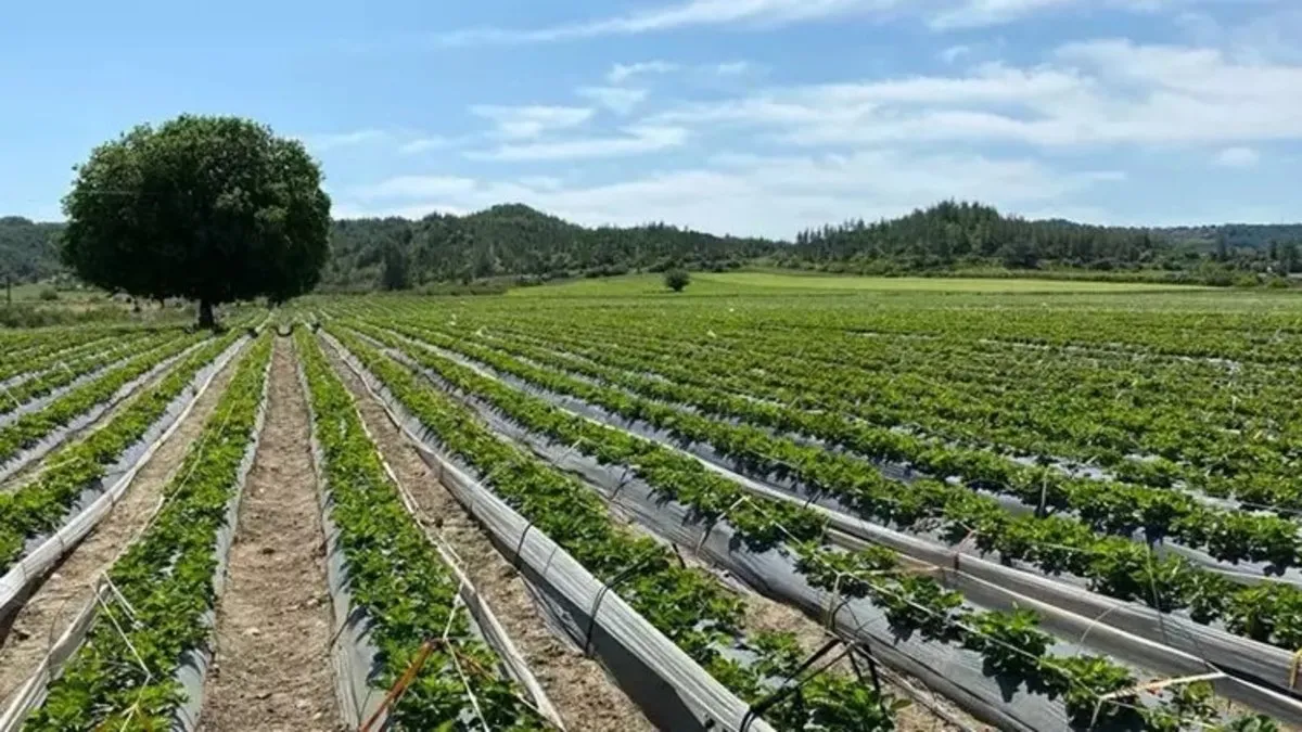 Hibelerle 70 milyon euro yatırım