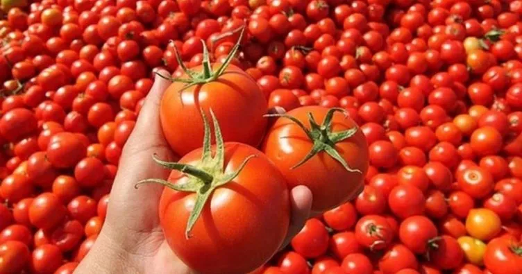 D Vitamini eksikliğine çare genetiği düzenlenmiş domates