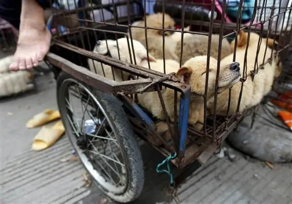 Tüm tepkilere rağmen 'köpek yeme festivali' başladı