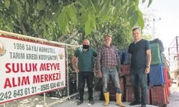 Korkuteli’nde vişne sezonu