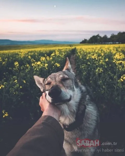 Çek fotoğrafçının köpeği ile çektiği seyahat fotoğrafları