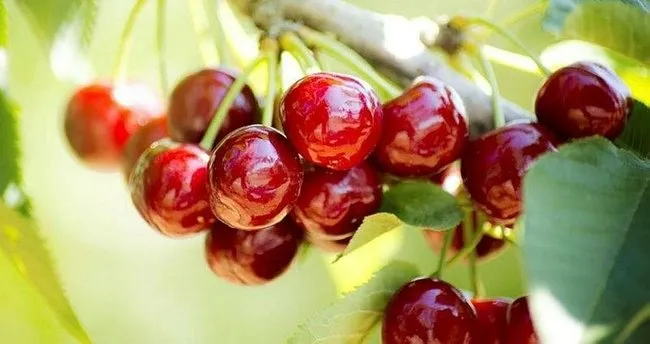 Kiraz Sapını Kimler Kullanamaz? Kiraz Sapı Çayının Yan Etkileri Nelerdir?