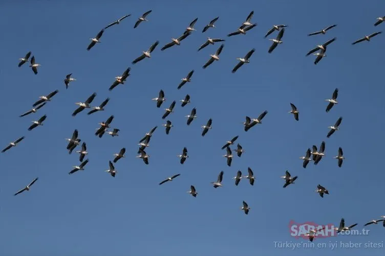 Pelikanların dansı
