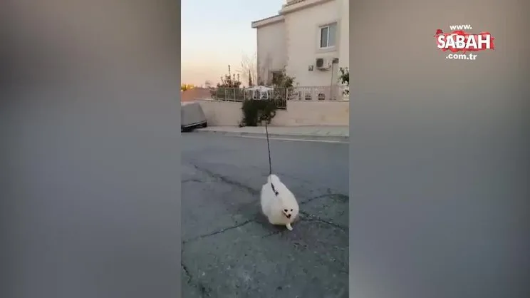 Koronavirüs nedeniyle sokağa çıkamayınca köpeğini drone ile gezintiye çıkardı! | Video