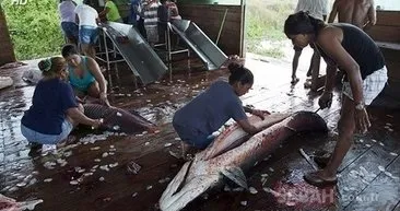 İşte dünyanın en büyük balığı! Yılda bir kez böyle yakalanıyor: O görüntüler paylaşım rekoru kırdı