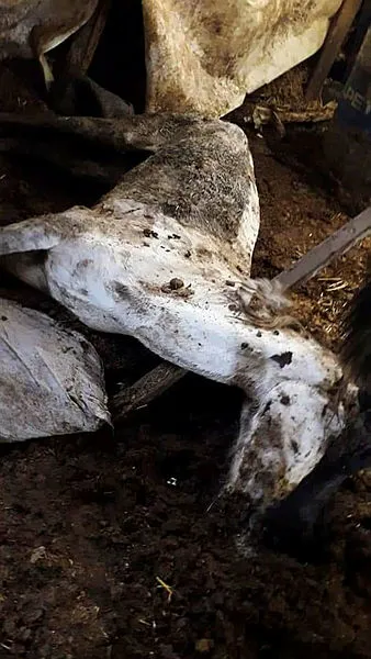 İBB'deki at skandalında yeni gelişme! Kayıp atlara kayıt dışı ilaç