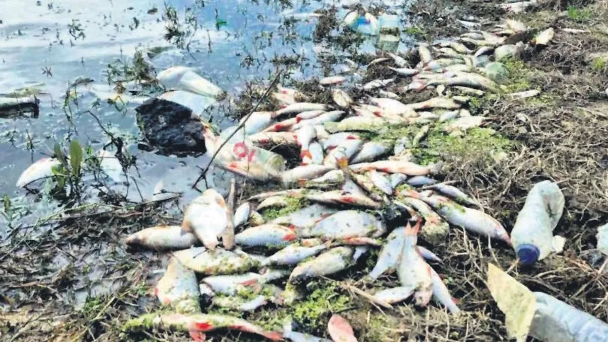 Yosun patlamasında çok sayıda balık telef oldu Yosun patlamasında çok sayıda balık telef oldu