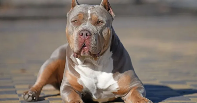12 yaş altına köpek yasağı