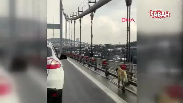 Köprüden geçen sokak köpeğine güvenlik konvoyu | Video