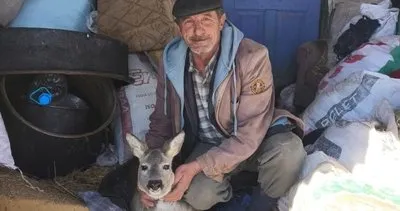Yiyecek arayan geyik dikenli tellere takıldı #amasya