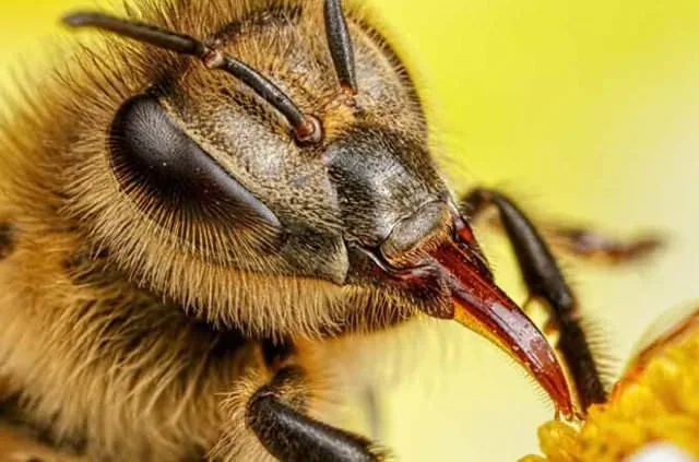 Türkiye için tehlikeli arıları yurda sokmaya çalışırken yakalandılar
